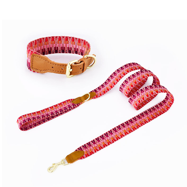 Brights Set for Small Dogs