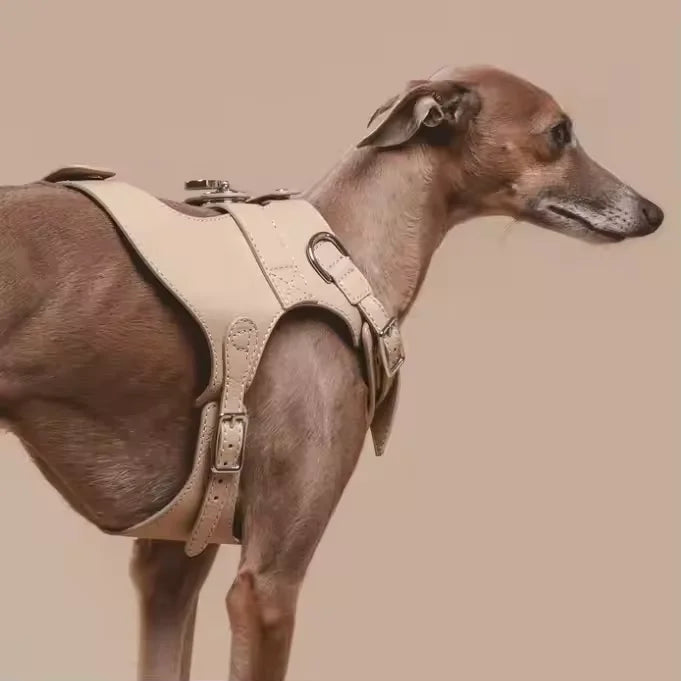 Harness Fit by Breed — Which Style Works Best