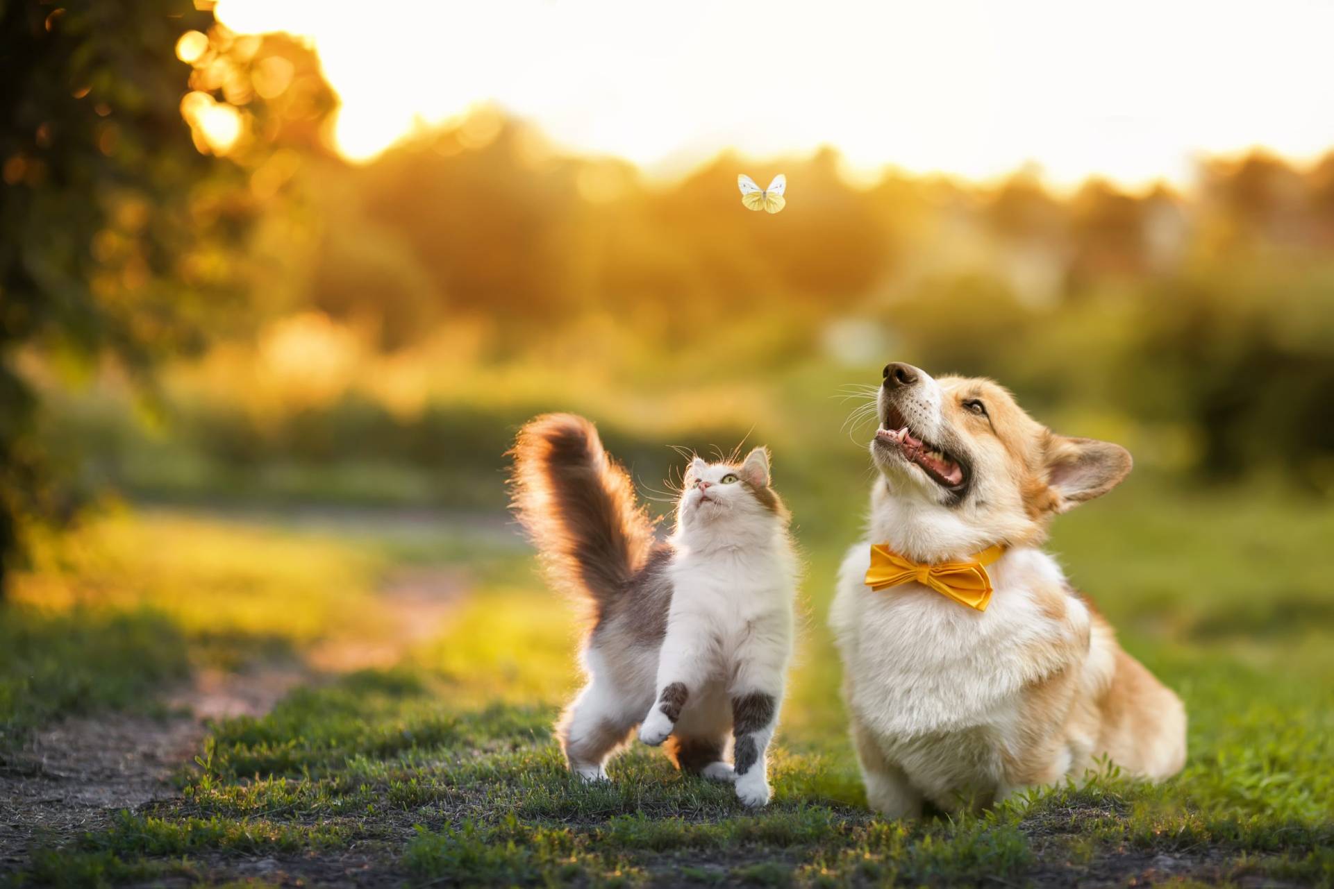 A cat and a dog together outdoors, the dog in a bow tie