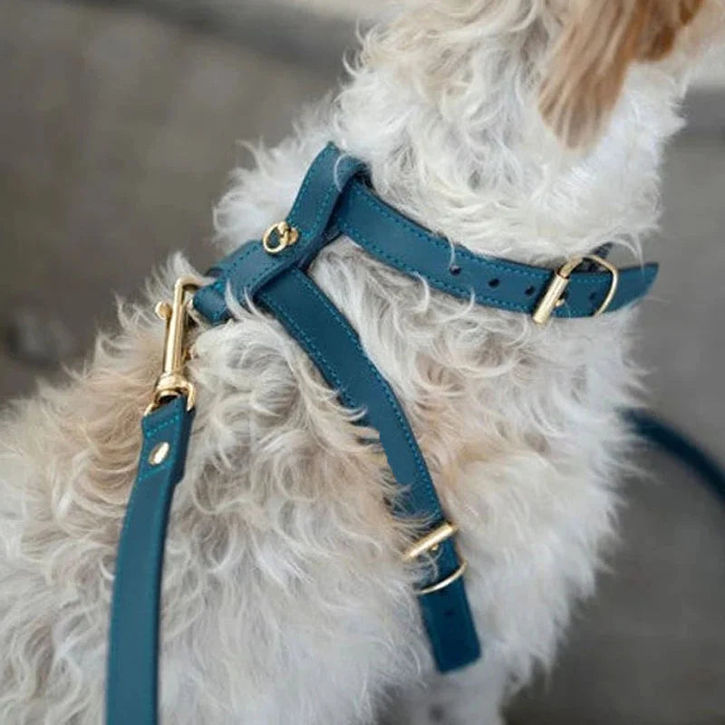 Choosing a Harness for a Nervous or Reactive Dog