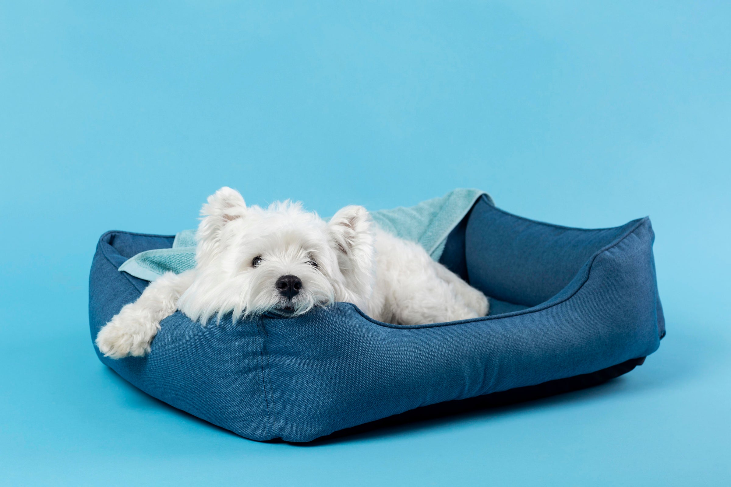 Home page — PAWD