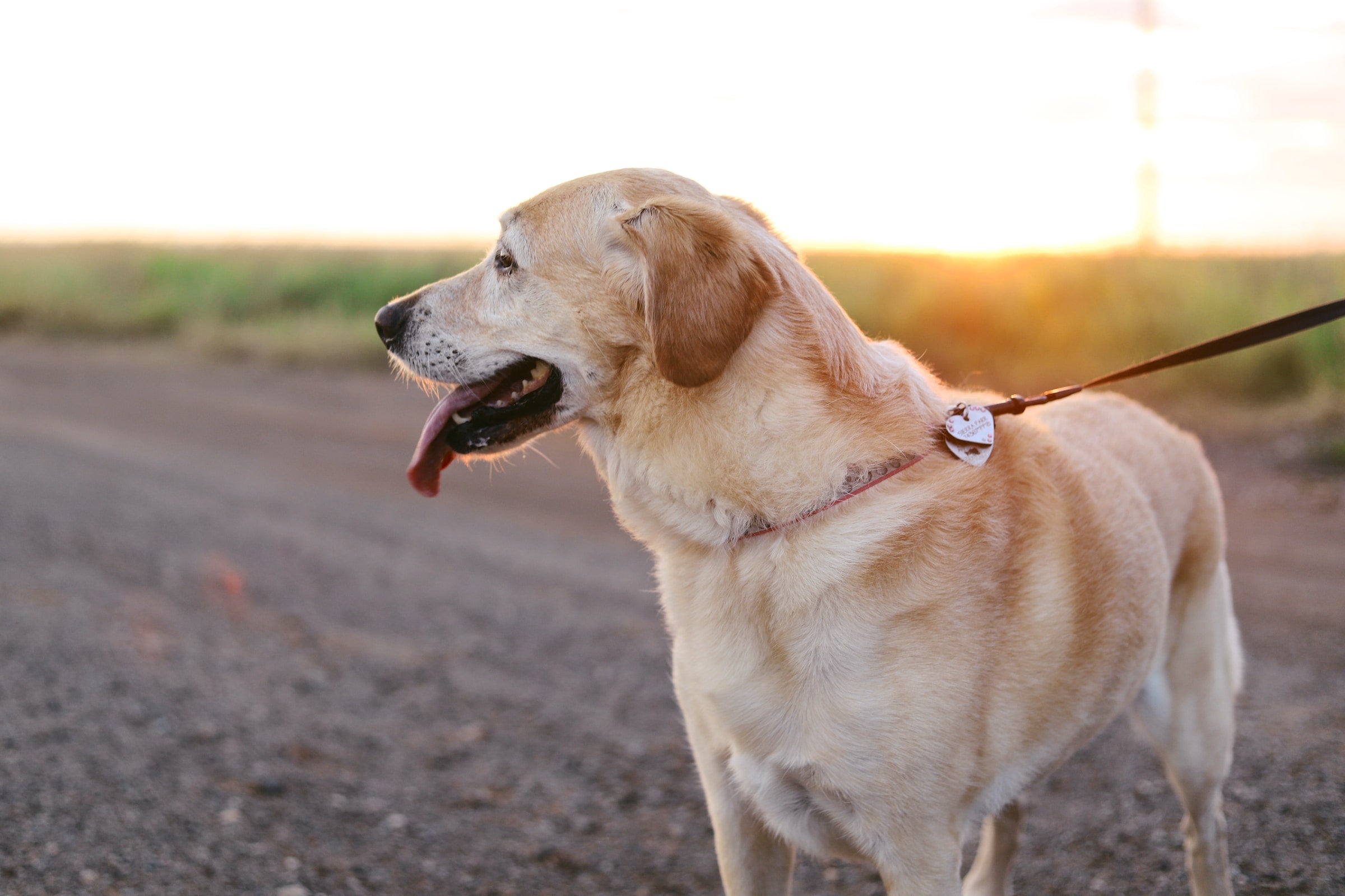 DOG COLLARS — PAWD