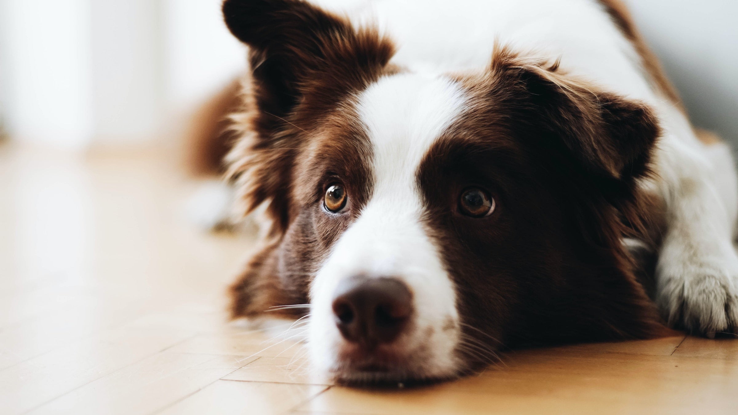 DOG GROOMING — PAWD