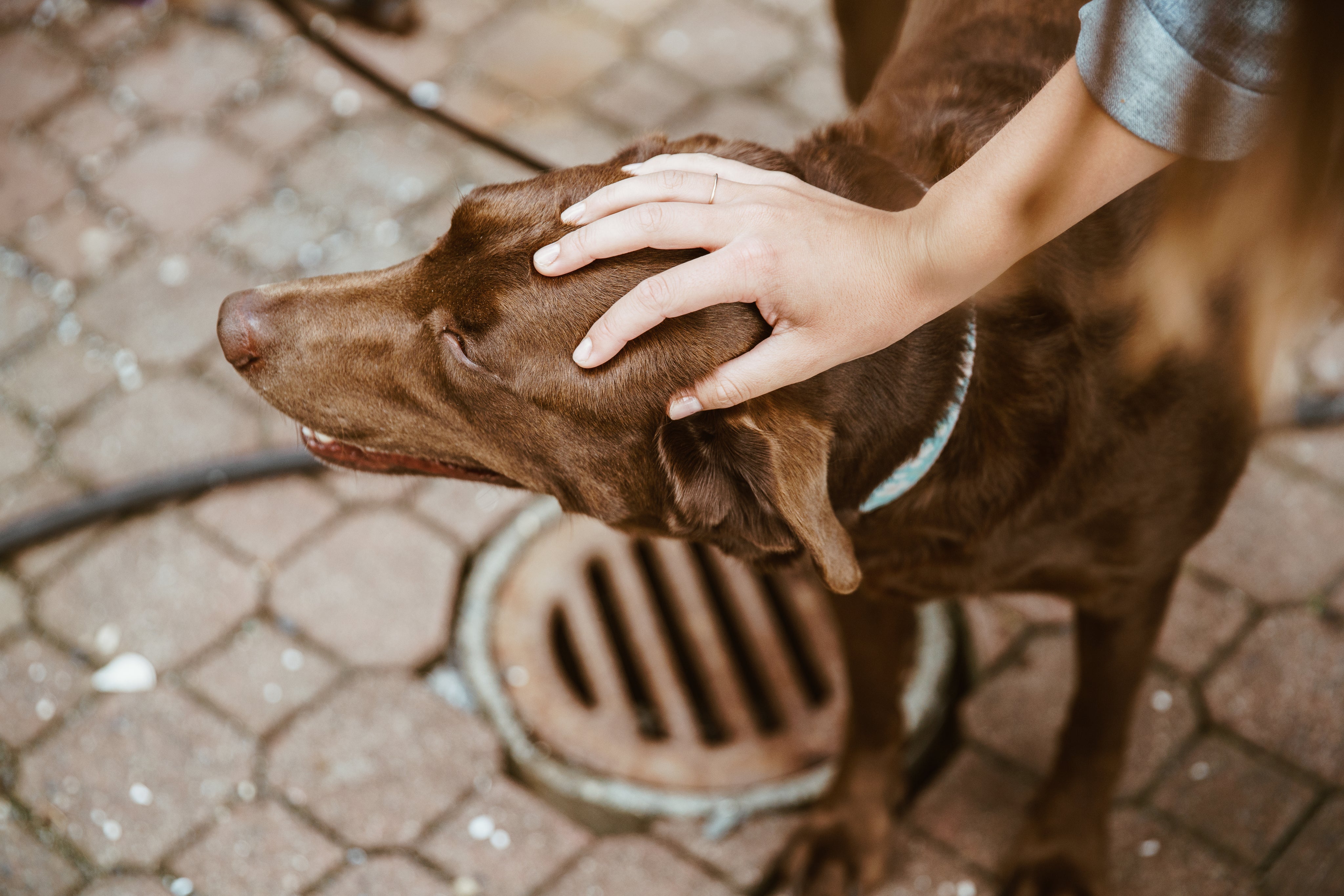 LEATHER HARNESSES — PAWD