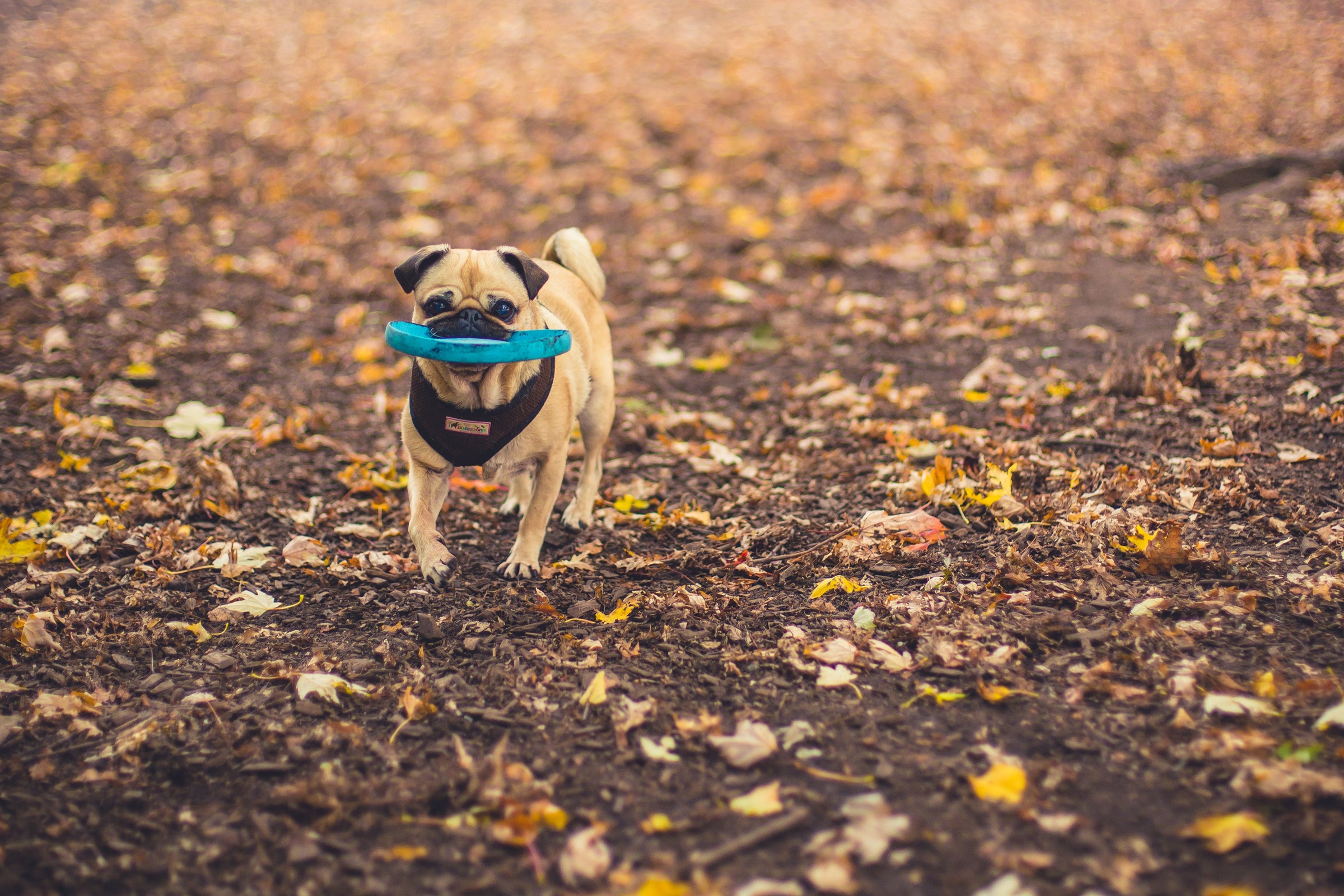 DOG PLAY — PAWD