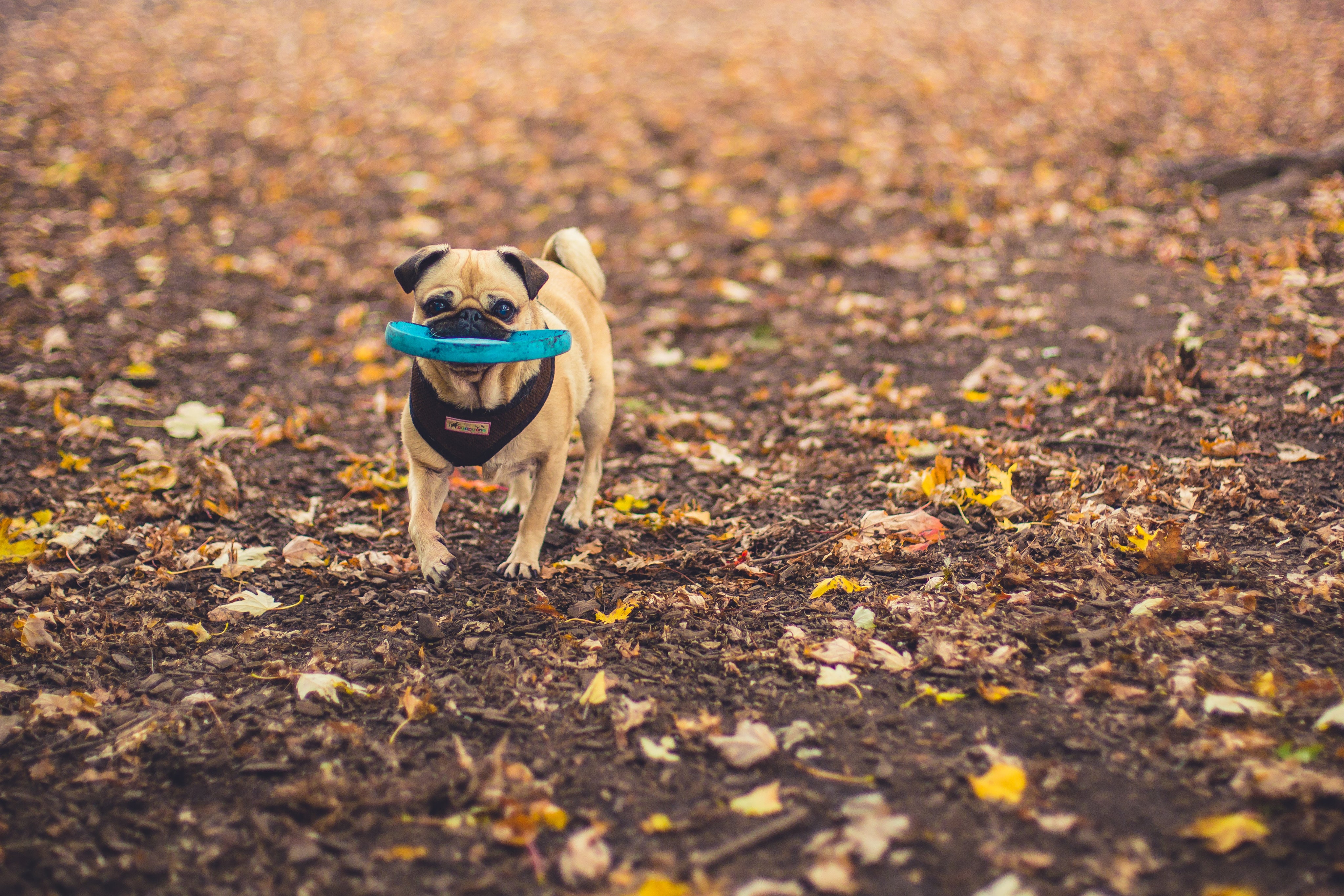 DOG PLAY — PAWD