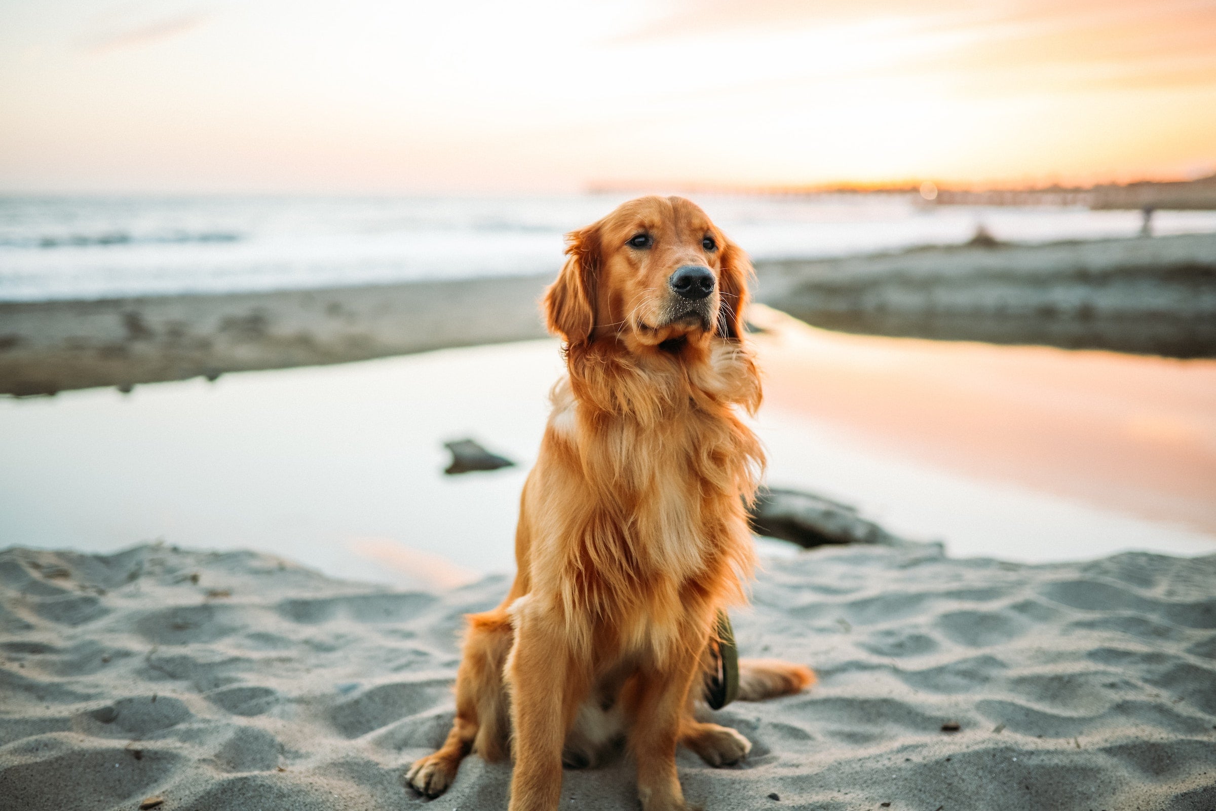 PERSONALIZED DOG COLLARS — PAWD