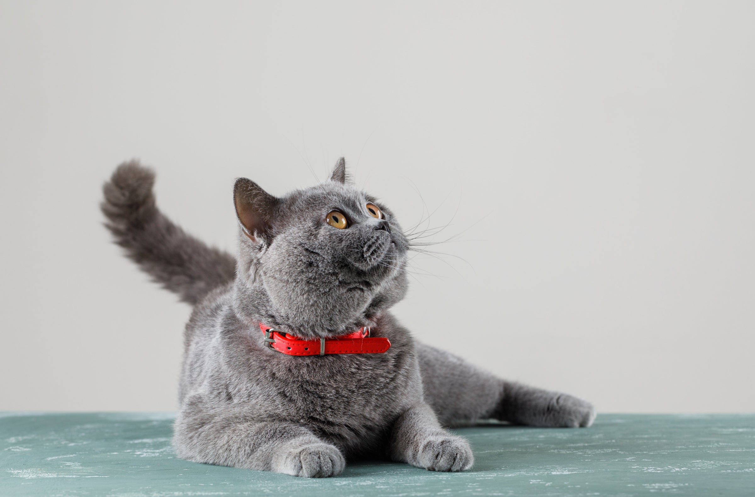 CAT BEDDING — PAWD
