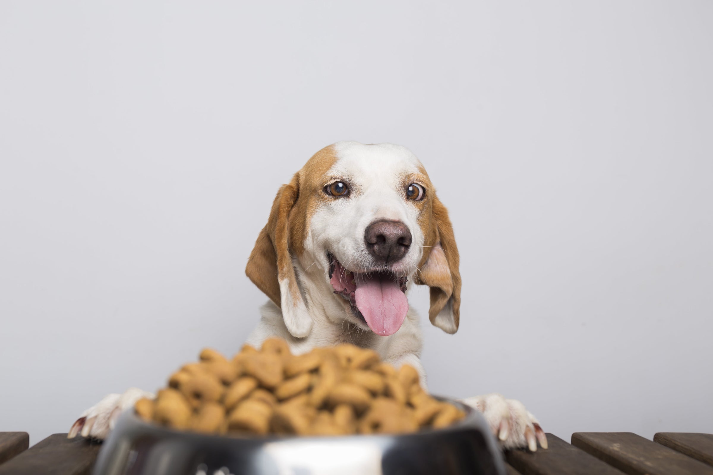 DOG EAT — PAWD