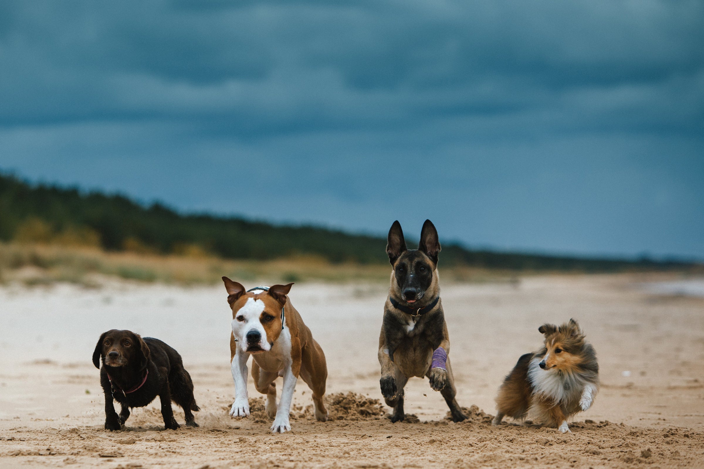 DOG WEAR — PAWD