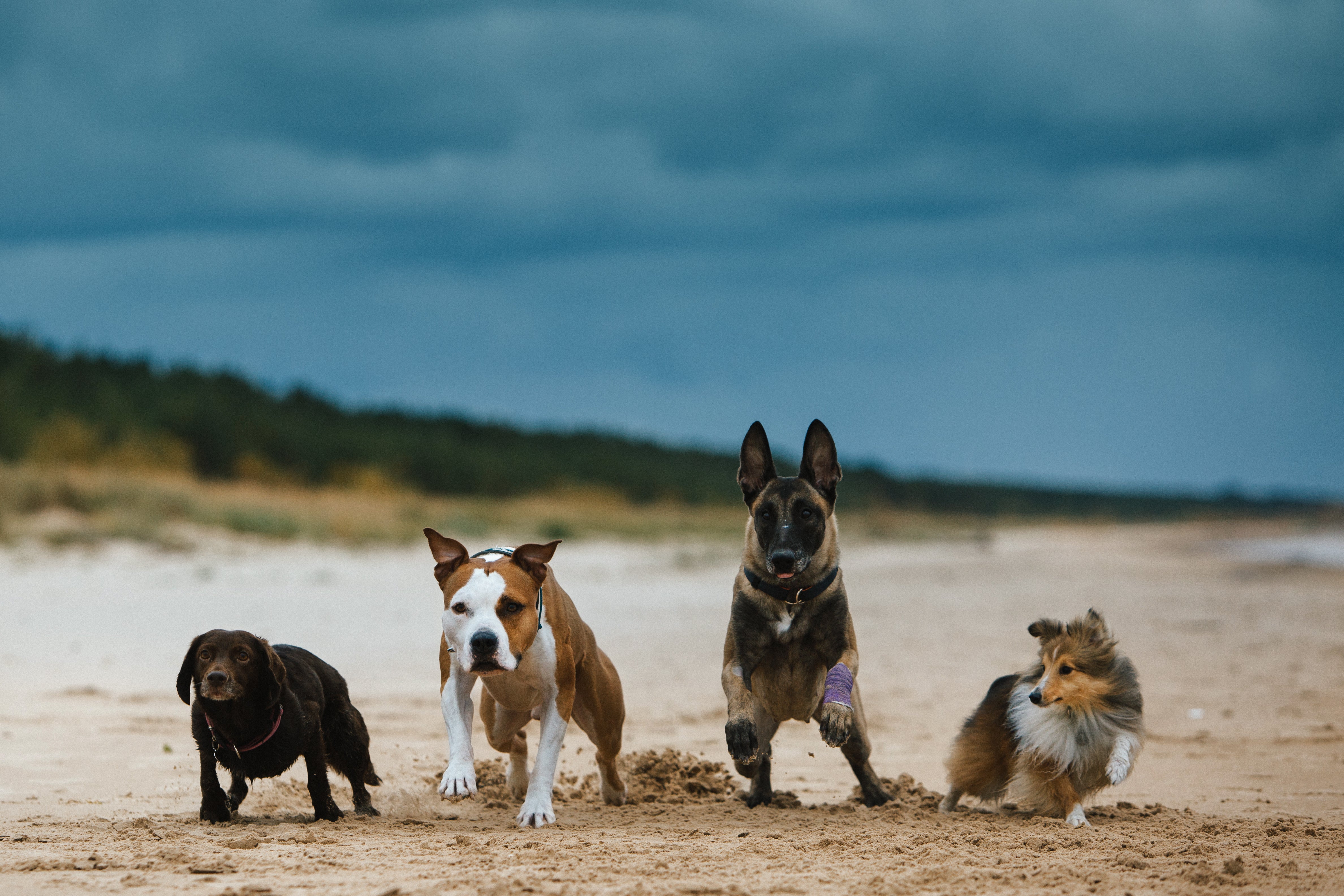 DOG WEAR — PAWD