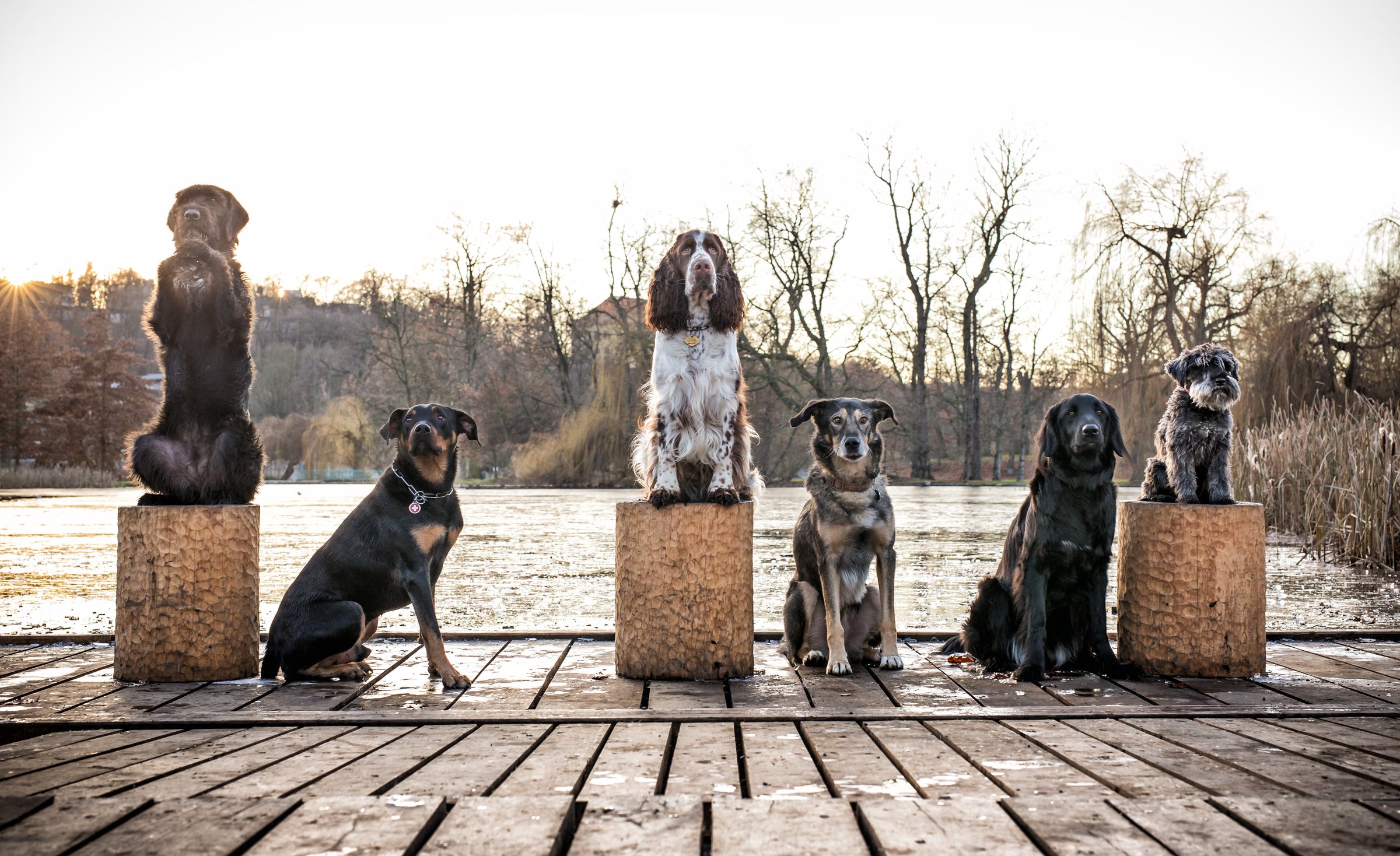 DOG CARRIERS — PAWD