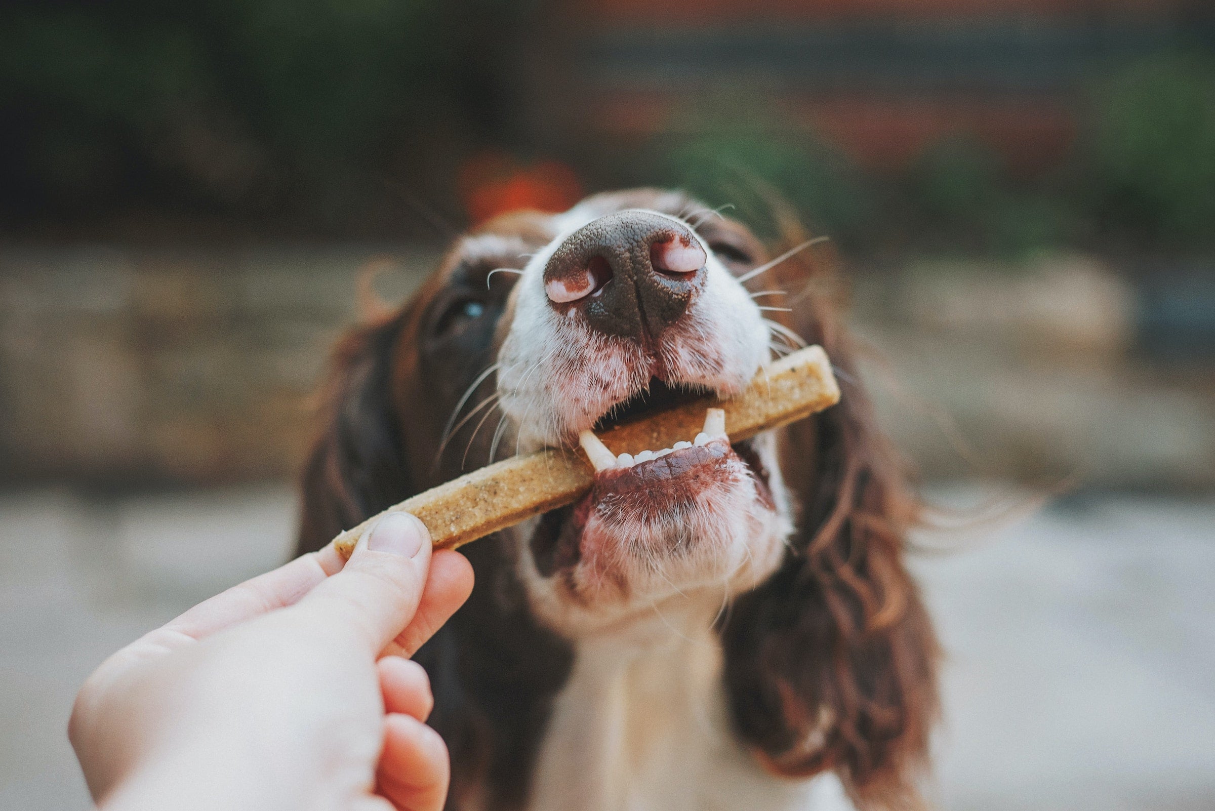 DOG FEEDING ACCESSORIES — PAWD