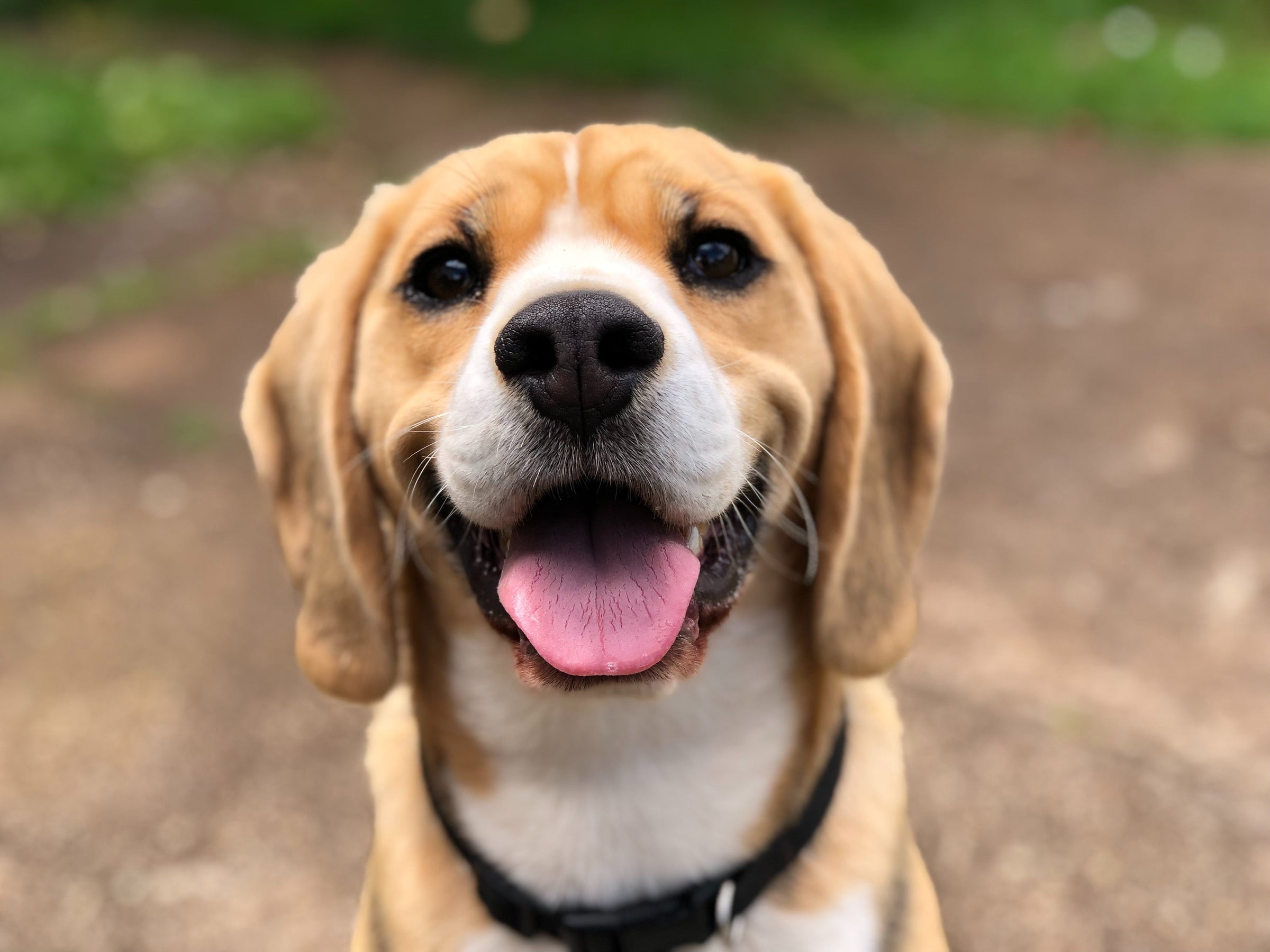 DOG HARNESS — PAWD