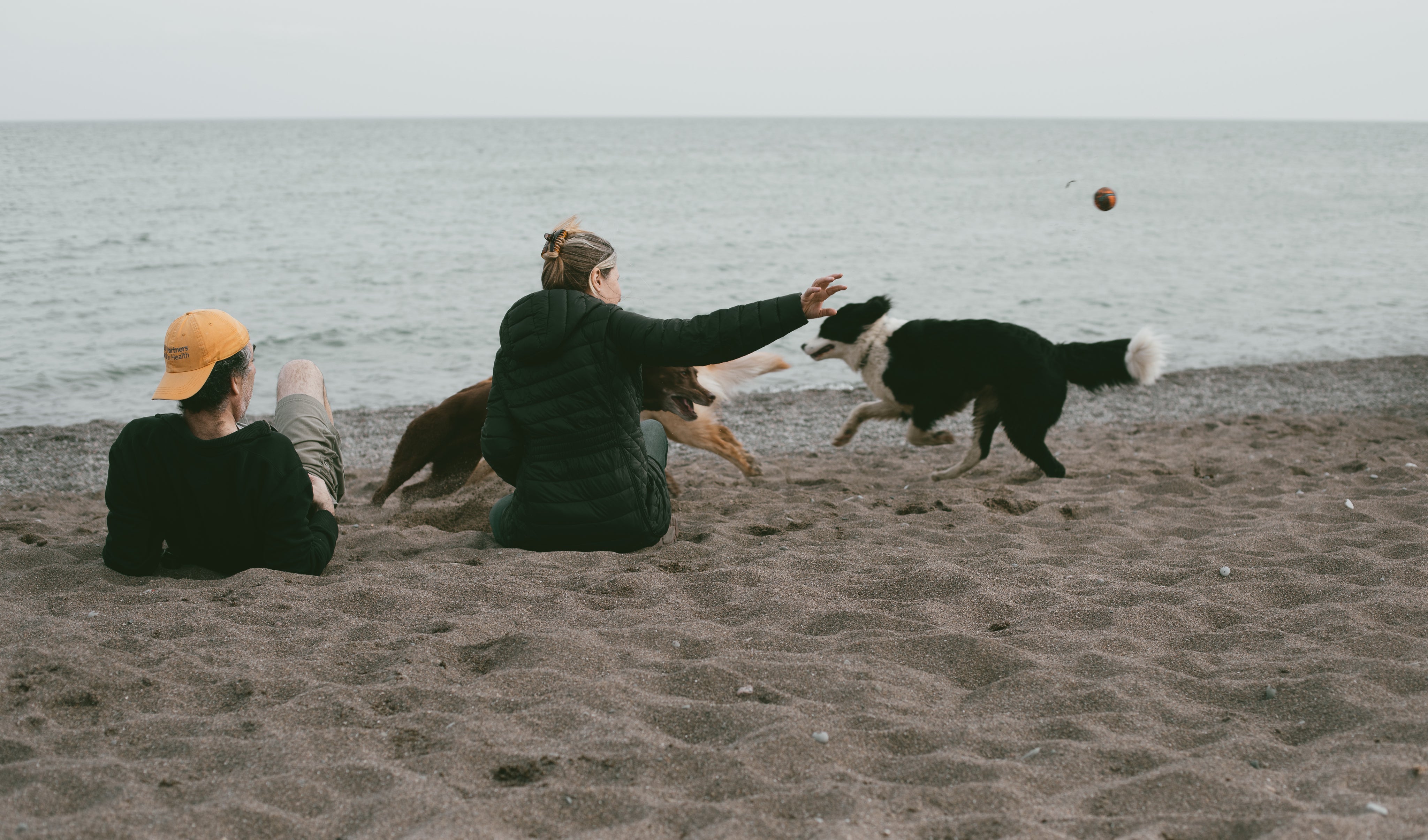 DOG ACCESSORIES — PAWD