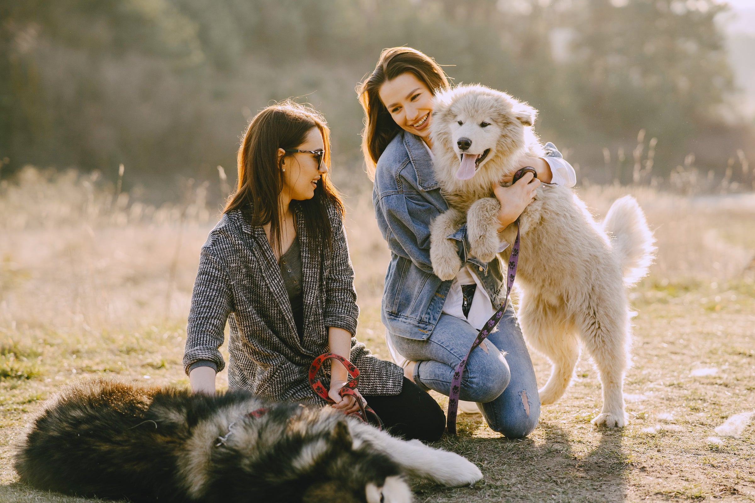 DOGS MAIN — PAWD
