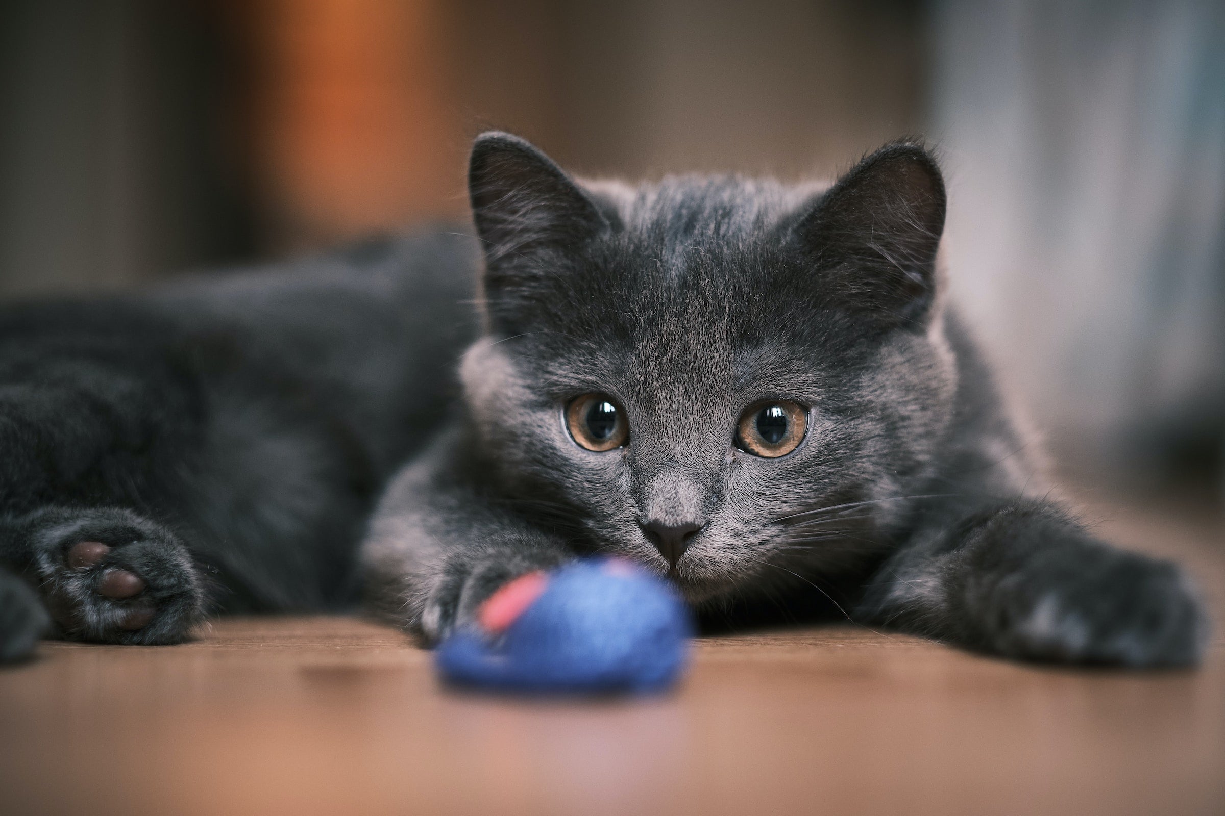 CAT COLLARS — PAWD