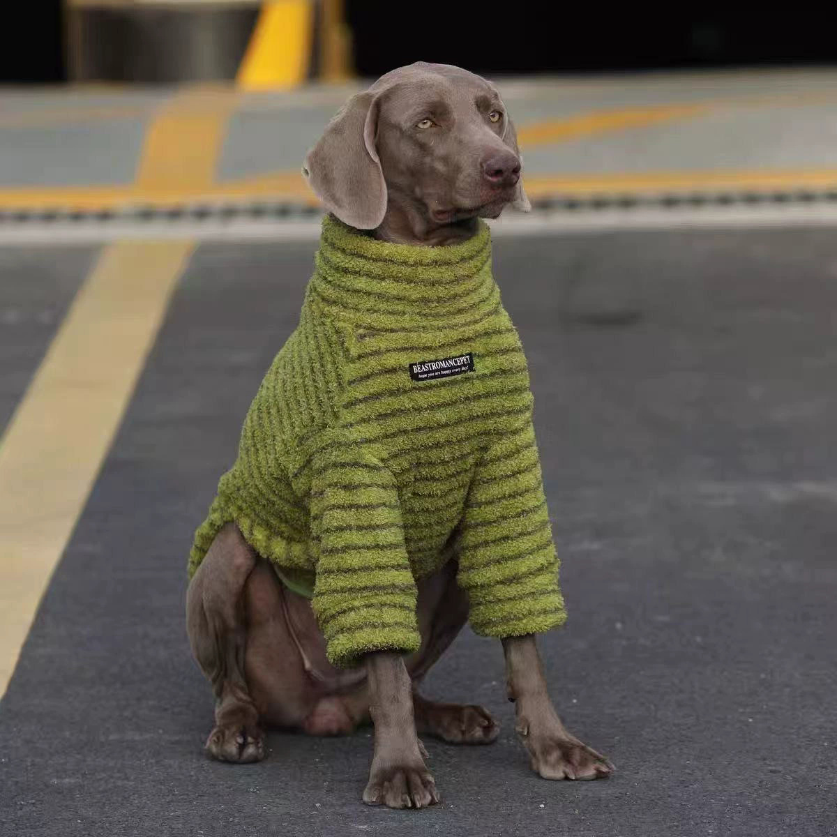 Striped Sweatshirt for Medium to Large Dogs - Green
