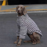 Striped Sweatshirt for Medium to Large Dogs - White
