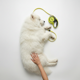 Classic Retractable Leash - 5M Reach