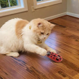 Crazy Critter Chase Mini