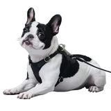 Classic Dog Harness - Adjustable - 5
