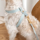 Heritage Leather Harness & Lead Set - 5