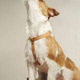 Y-Shape Dog Harness - Adjustable - 3