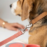 Classic Retractable Leash - 5M Reach