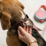 Classic Retractable Leash - 5M Reach