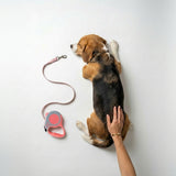 Classic Retractable Leash - 5M Reach