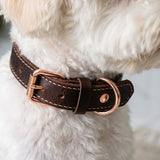 Saddle Cowhide Leather Dog & Cat Collar