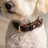 Saddle Cowhide Leather Dog & Cat Collar