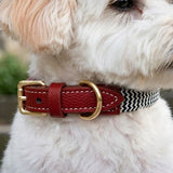 Deluxe Zigzag Leather Dog Collar
