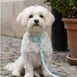 Royal Pastel Shade PVC Dog Collar