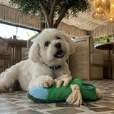Squeaky Canvas Shoes Bite-Resistant Chew Toy