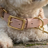 Pastel Braided Rope Handknit Dog Collar