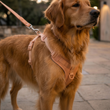 Breathable Collar - Macaron Mesh
