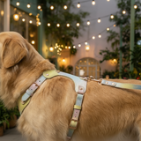 Elegant Collar - Summer Leather