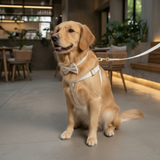 White Corduroy Dog Harness