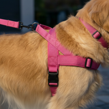 Luxe Padded Nylon Adjustable Harness & Lead Set