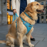 VentriGuard Reflective Dog Vest & Lead Set