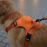 Elite Auto-Lock Retractable Harness & Lead Set