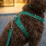 Leather Vest Harness & Lead Set
