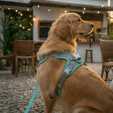 Premium Reflective Mesh Dog Harness & Lead Set