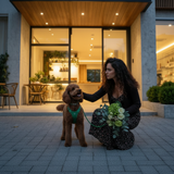 Leather Vest Harness & Lead Set