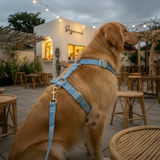 Premier Dust Blue Flanelette