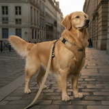 Adjustable Teddy Comfort Dog Harness Bundle