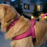 Luxe Padded Nylon Adjustable Harness & Lead Set
