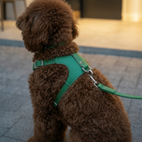 Leather Vest Harness & Lead Set